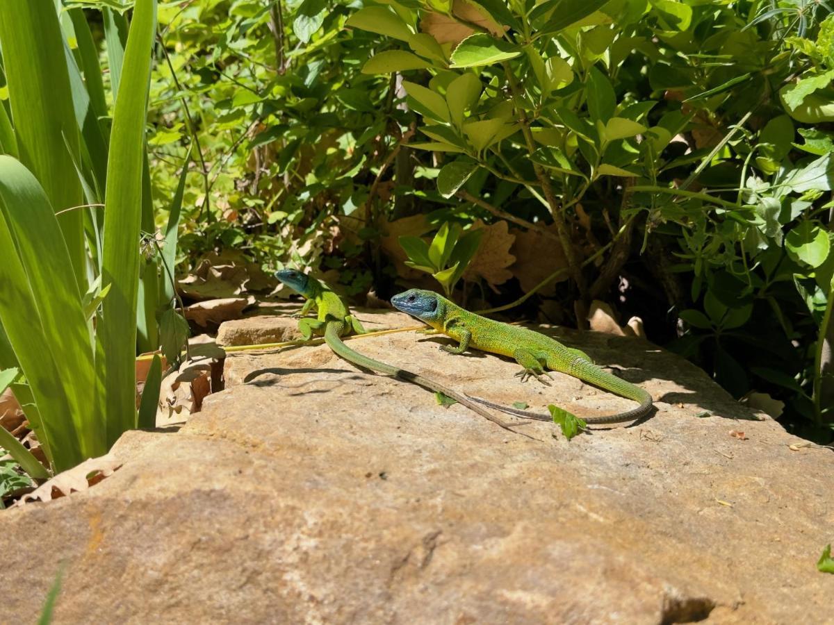 Cefalu Forest Hideout מראה חיצוני תמונה